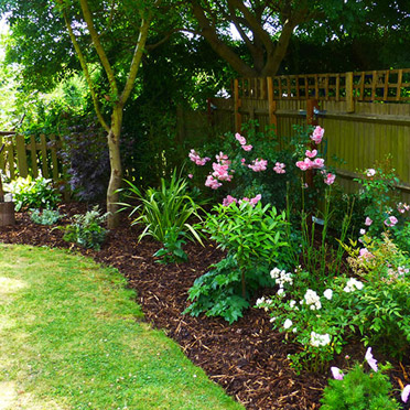 border edging by shed