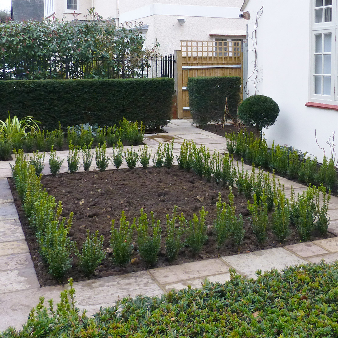The box parterre with speciment planting